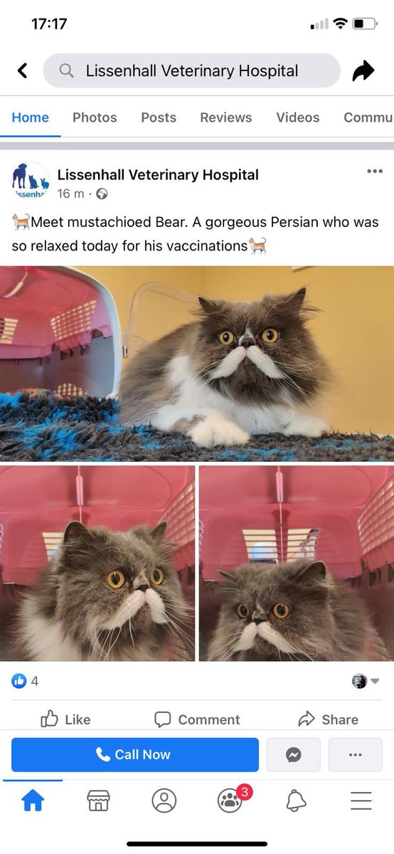 hipster_bear's tweet photo. Yesterday I was such a good boy at the vet. Because of something called #COVID19 dad couldn’t come inside with me. I didn’t mind and my vet loved me so much, she asked to put me on the vets #facebook page. Mom is so proud. I’m now a model 🥰💕 #persiancat #CatsOfTwitter #furbaby https://t.co/bp9xVEbXvh