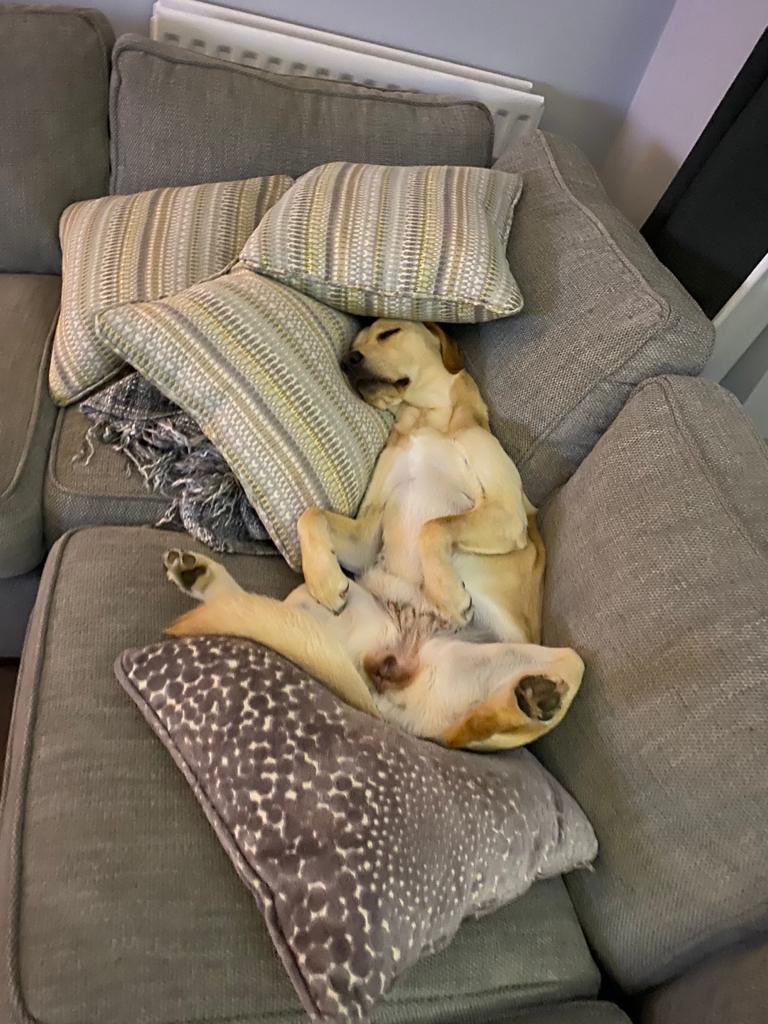 You know when you have a chilled dog, when on the 5th of November the neighbours fireworks don’t even spark movement!  Feel for all the fury friends who are struggling 😢