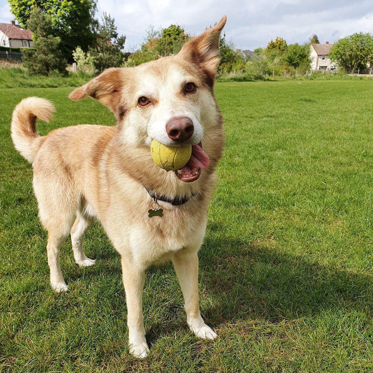 ciorstangordon's tweet photo. This is Max normally. He's an 11 year old Husky/Border collie rescue we have had for just over a year 💖 https://t.co/VAByD3bJ9E