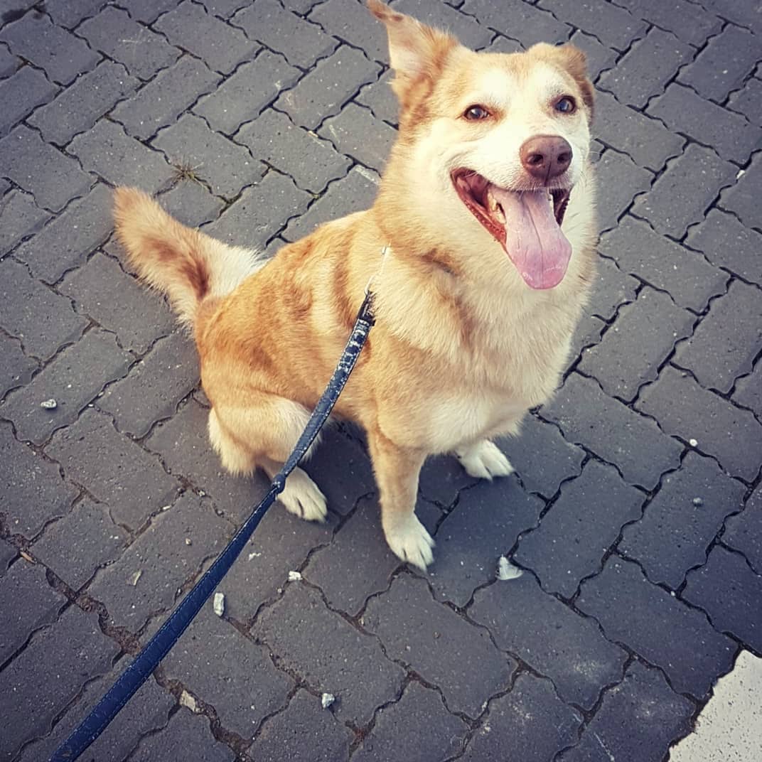 ciorstangordon's tweet photo. This is Max normally. He's an 11 year old Husky/Border collie rescue we have had for just over a year 💖 https://t.co/VAByD3bJ9E