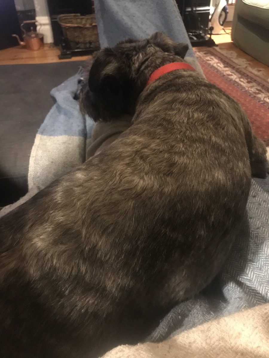 HmdHelen's tweet photo. @suladoyle This is Wilkie’s solution 🐶 https://t.co/uX5qmAulmu