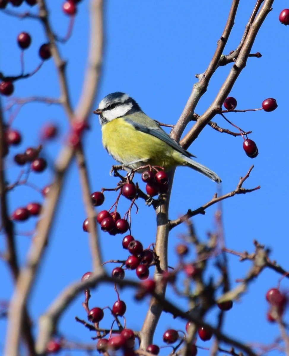 OTLFurtography's tweet photo. A sweet little blue tit and Robin of the day! @Shanks1Scotland @The_PhotoBattle #TPB2020 #birding #birds #robin #bluetit #birdwatching #Autumn #BonfireNight2020 #Christmas2020 #Days #furlough #NaturePhotography https://t.co/lp8QhvHFgL