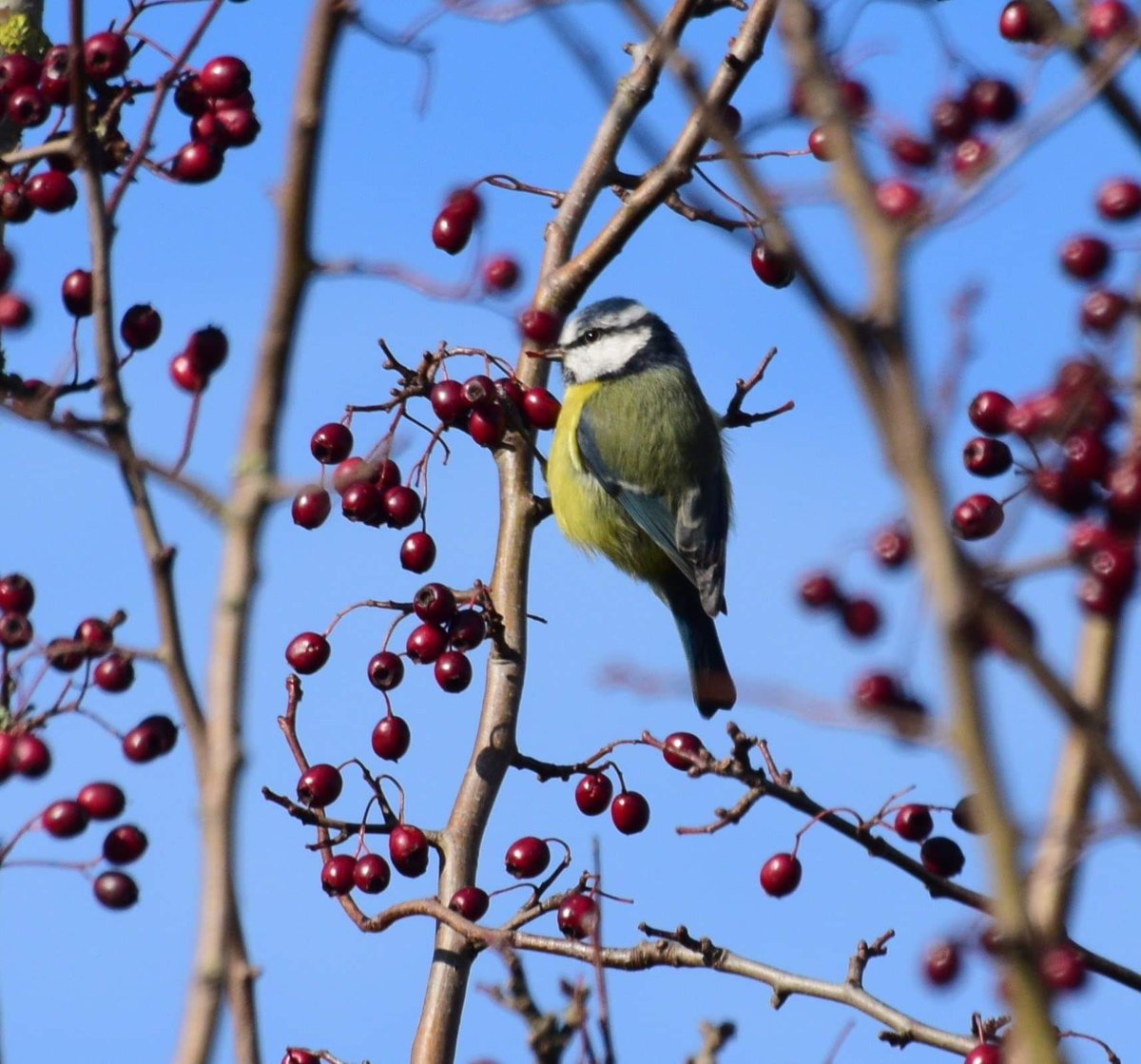 OTLFurtography's tweet photo. A sweet little blue tit and Robin of the day! @Shanks1Scotland @The_PhotoBattle #TPB2020 #birding #birds #robin #bluetit #birdwatching #Autumn #BonfireNight2020 #Christmas2020 #Days #furlough #NaturePhotography https://t.co/lp8QhvHFgL