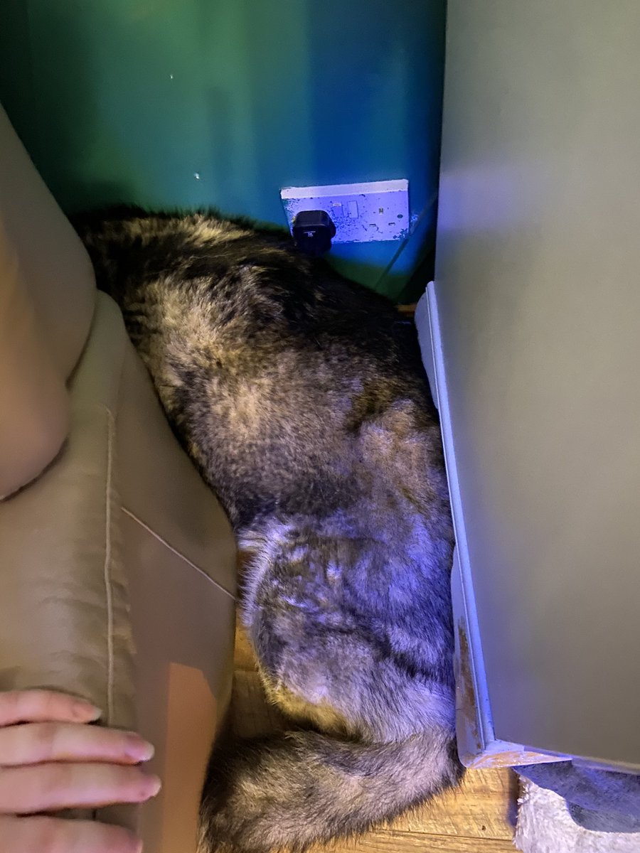 tinky_bell's tweet photo. @ClassicFM thank you, I have 3 terrified rescue huskies and a petrified 3 month old baby, and hubby is working. You are helping me... but maybe send wine? 🤣🤣 https://t.co/KMvizynnWS