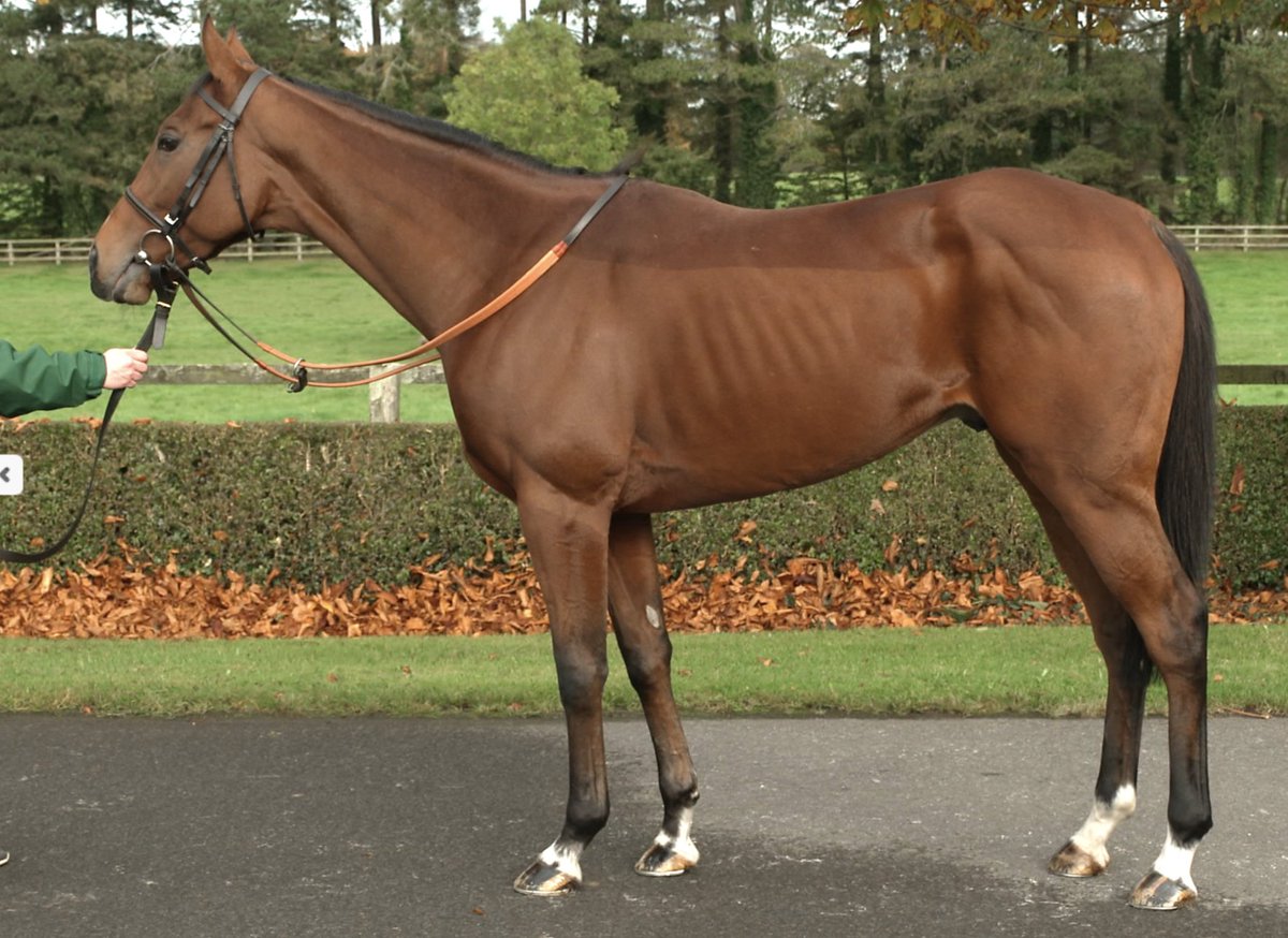 bloodstocknews's tweet photo. 💫 @JSBLOODSTOCK &amp; @CumaniRacing secure Lot 574 for €105,000 @Goffs1866 Autumn Sale 💫

Consigned by @AgaKhanStuds, the winning 3YO colt by DANSILI will head to Australia for connections.

📑 Don't miss tomorrow's EBN for a full-round up of today's online sale #readallaboutit https://t.co/8MEoHkECDx