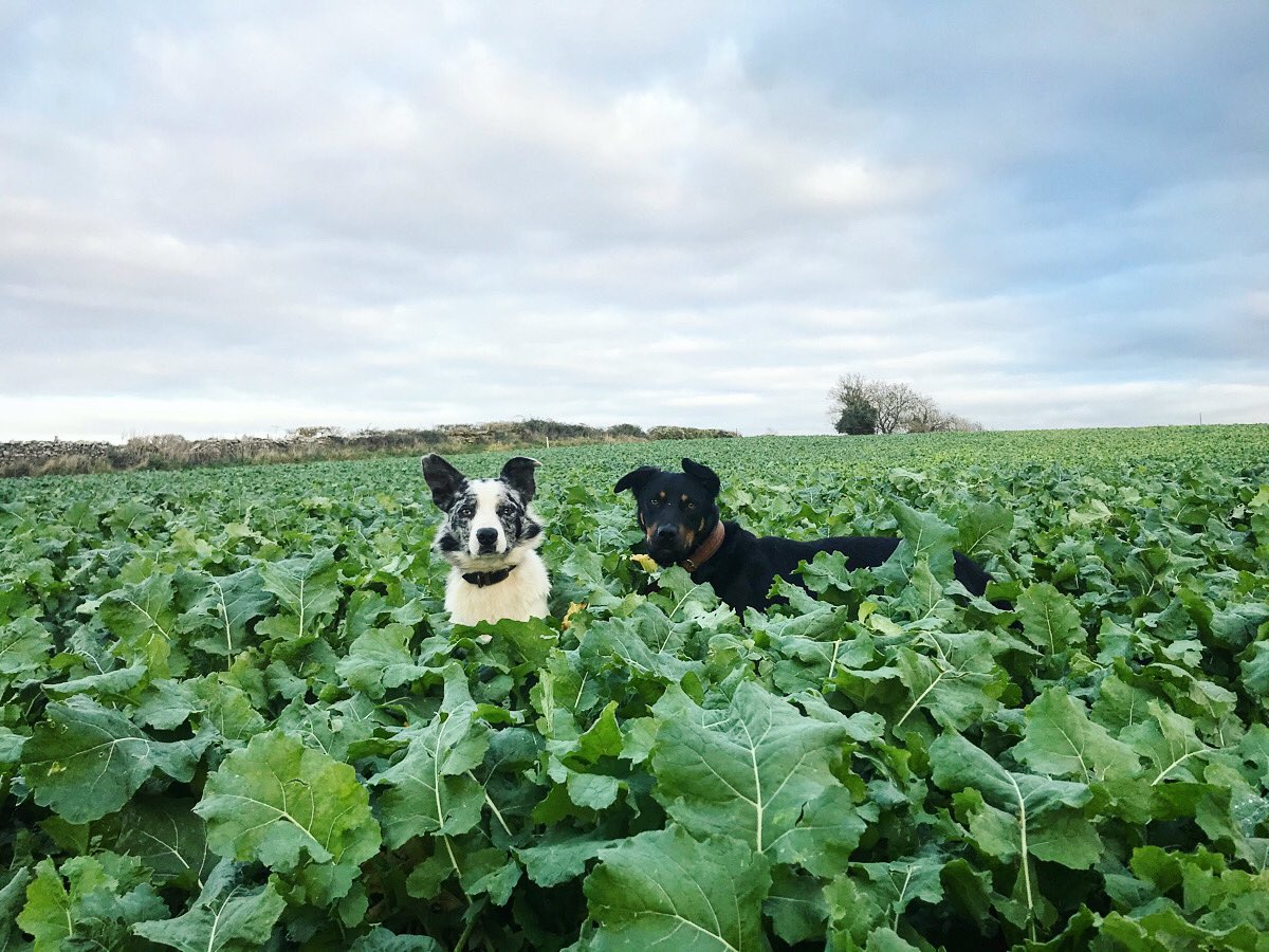 Lillady's tweet photo. When they arrived at the field of “winter food” they were utterly disappointed that it didn’t actually contain any food at all 😔🥩🦌🐇🍖🐄🦊🦢🦴 #food #meatplease https://t.co/ayTkI2K4vQ