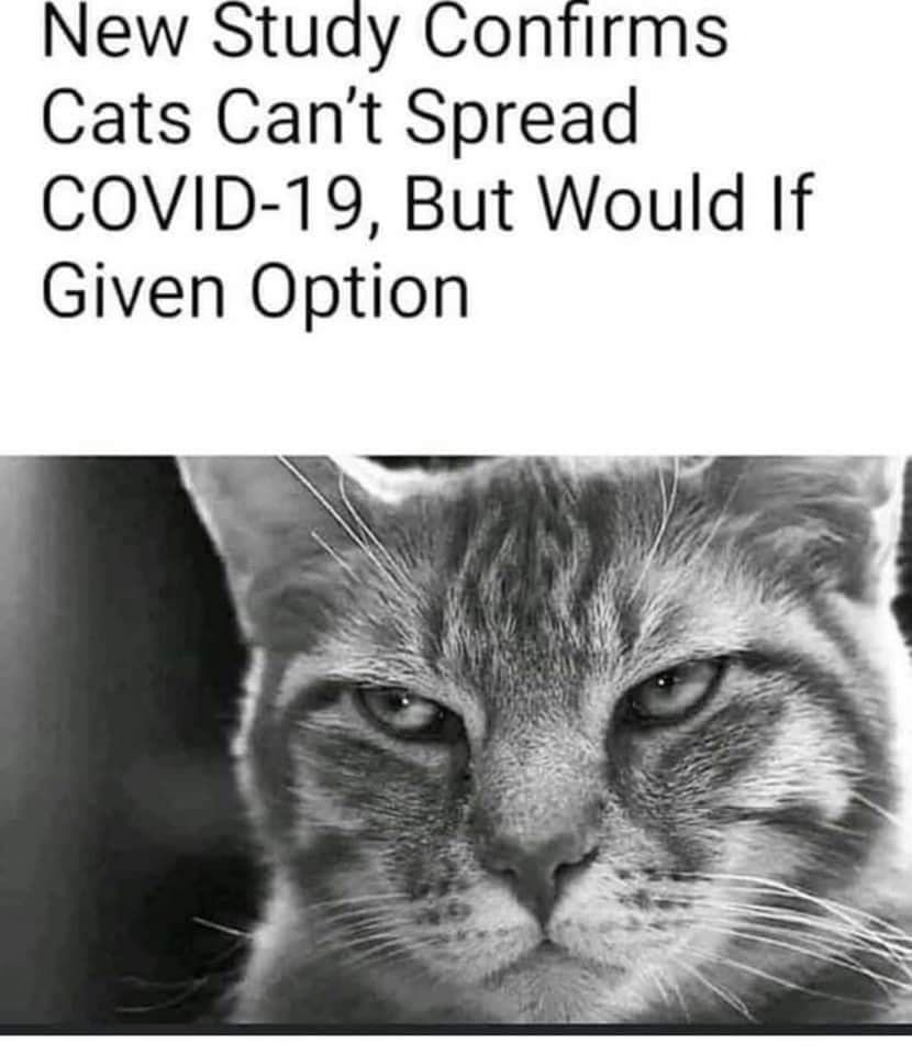 Skeptical Kitten 😼 tweet media