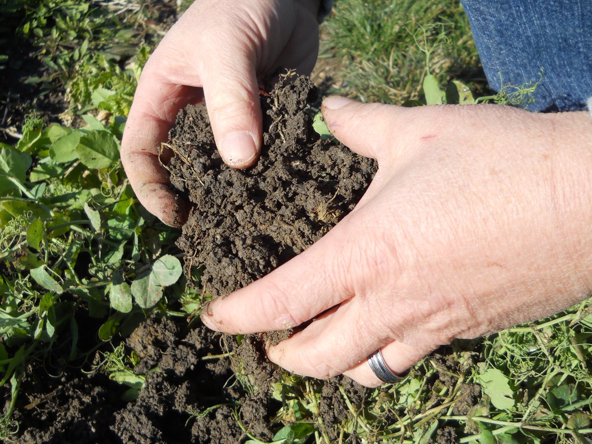 BurtchSeed's tweet photo. Did you know that cover crops increase earthworm population, nutrient recycling, and improve yield potential over time? 

To view some of the cover crops we offer here at Burtch Seed, click here: https://t.co/HxGtAxeGDW 

#WeDoSeed https://t.co/NQftO8XagU