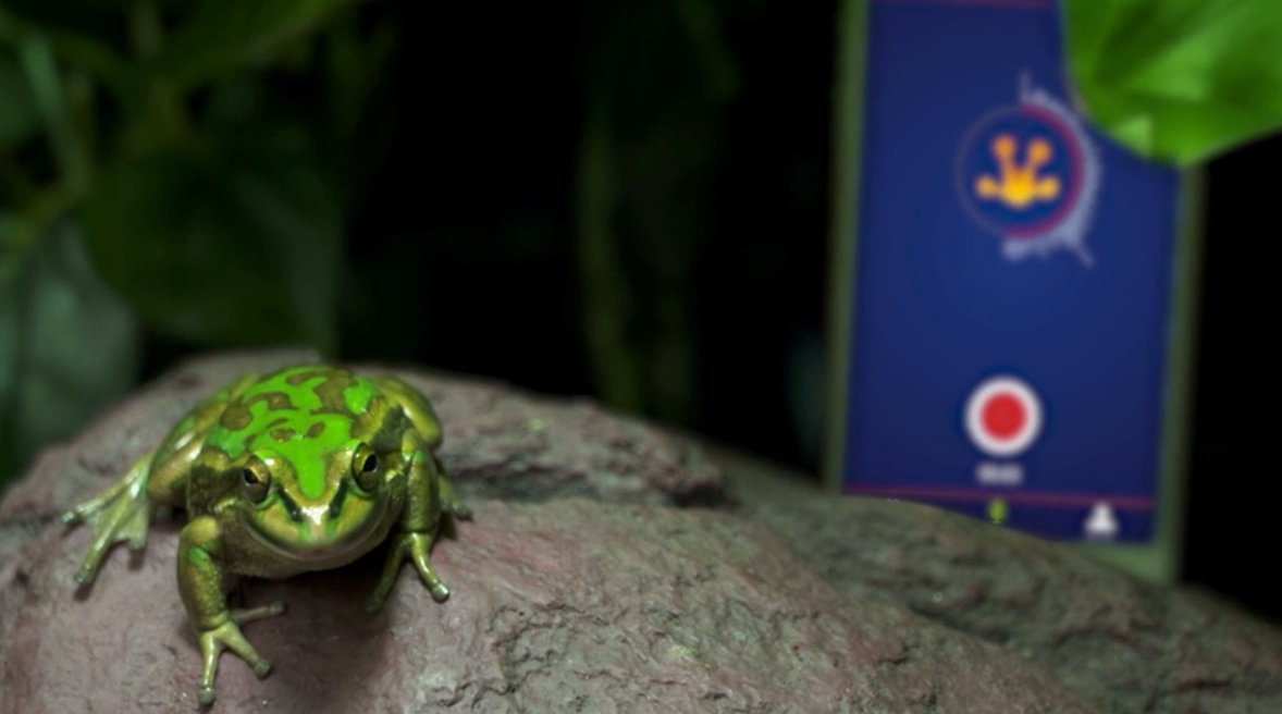 Today is the first day of #FrogIDWeek! Head to your closest wetland, pond or dam and record calling frogs every day, using the free #FrogID app 🐸 Every call contributes to our understanding of frog health and distribution across Australia. bit.ly/frogid-week-20…