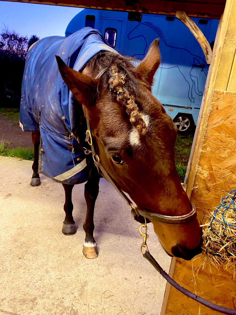 MissNickiStrong's tweet photo. One day into lockdown and Frankie has gone from athlete to full on feral. Dude, letโs have some standards please! Basically the equestrian equivalent of going from office wear and make up to trackies and a bun. Have a word. #ror #ascotday https://t.co/OOjuRkREu5