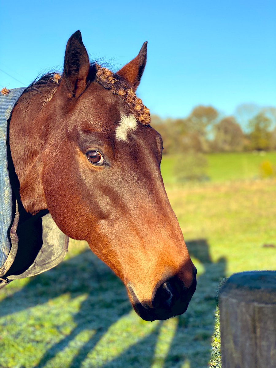 MissNickiStrong's tweet photo. One day into lockdown and Frankie has gone from athlete to full on feral. Dude, letโs have some standards please! Basically the equestrian equivalent of going from office wear and make up to trackies and a bun. Have a word. #ror #ascotday https://t.co/OOjuRkREu5