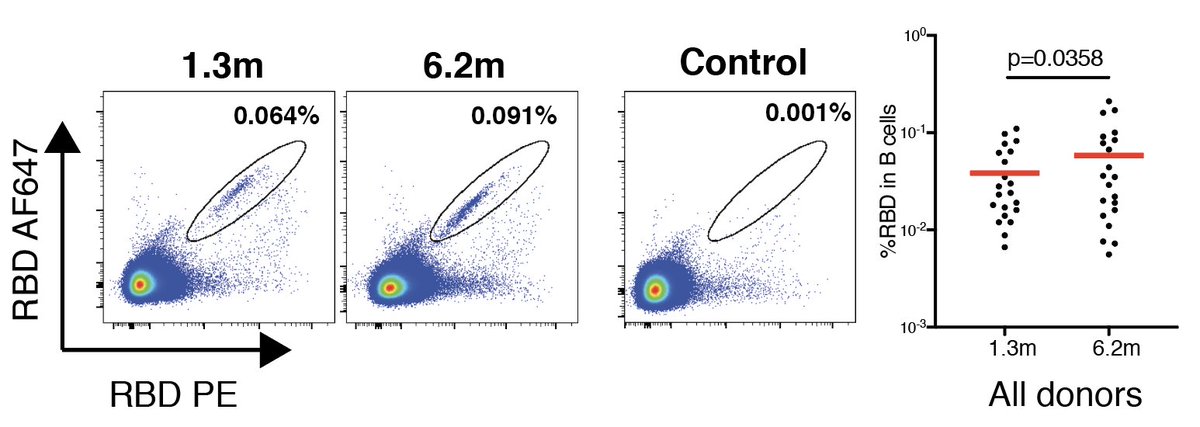 As expected, antibody levels and antibody neutralizing activity decreased 6 months after infection. However, memory B cells, the type of cells that are responsible for rapid antibody production upon re-infection, were stable and even slightly increased in number. 3/