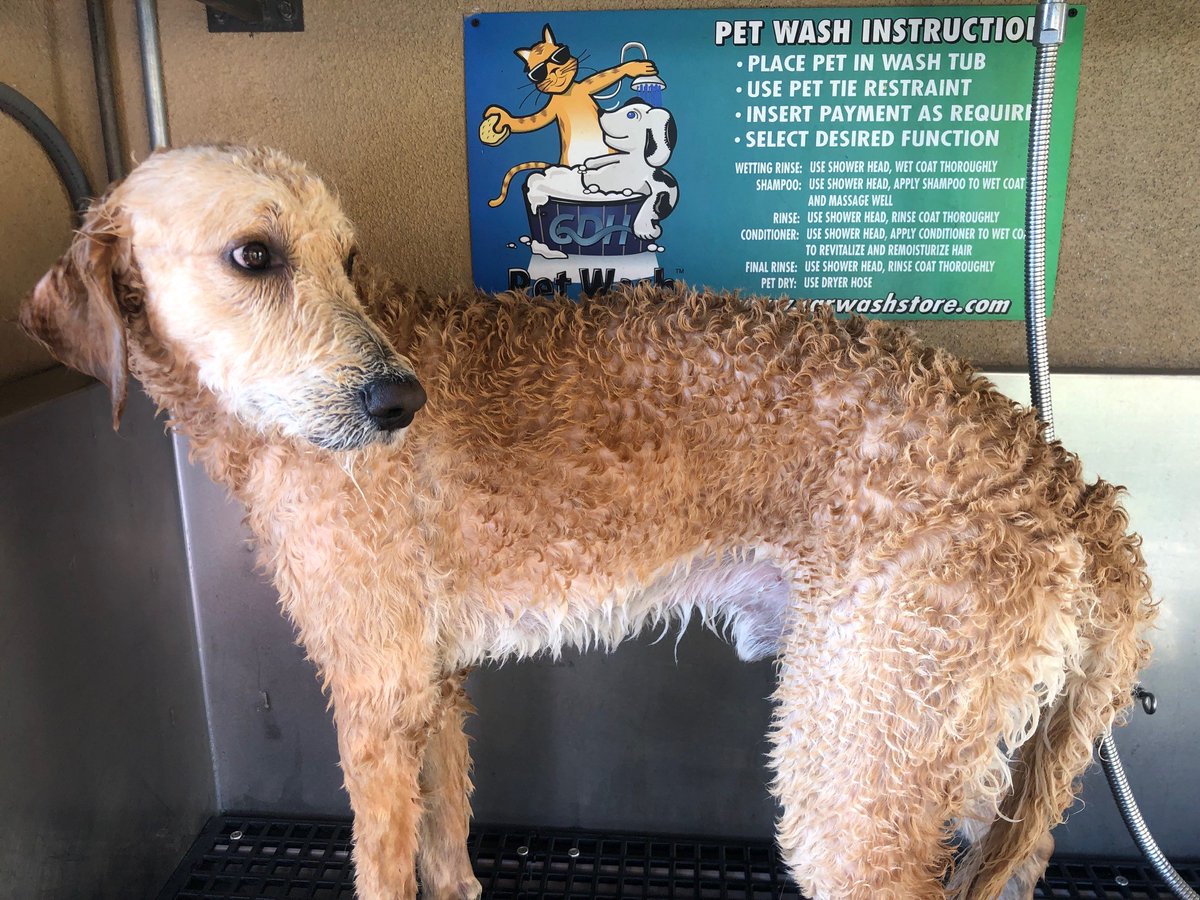 CamdenFoothills's tweet photo. Did you know that we have a dog washing station that all the dogs love!! 

Look at Jackson! He loves bath time! Especially when he can run around the dog park after to dry off!!

#camden #petfriendly #camdenliving #dogwashingstation https://t.co/c3dQRORlux