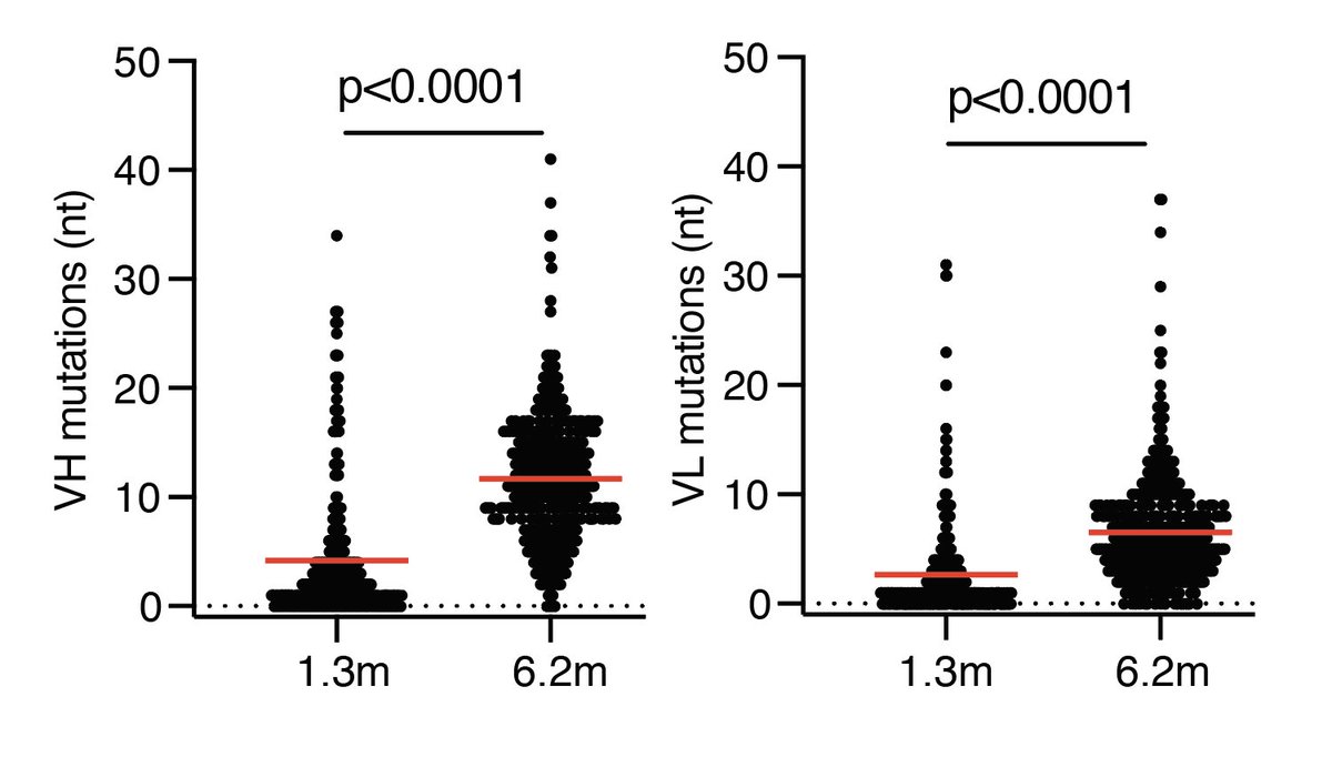 Using single B-cell sorts combined with antibody sequencing and antibody production for 6 of the 87 individuals, we detected substantial evolution in the memory B cell compartment with antibodies that acquired much higher numbers of mutations after 6 months. 4/