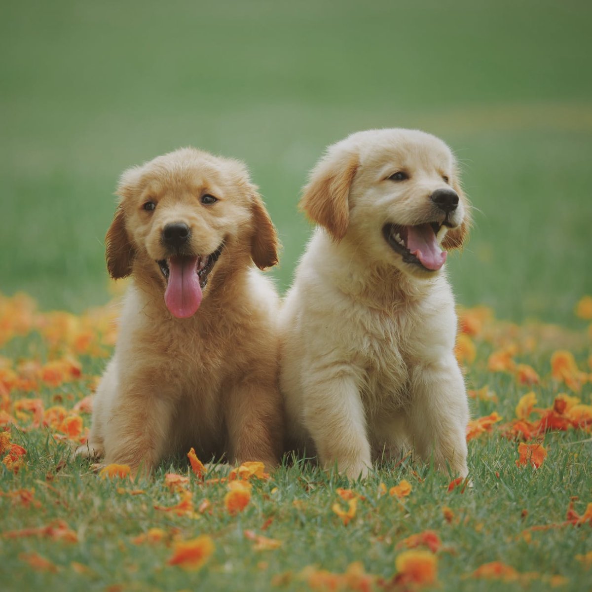 IRPetResort's tweet photo. Did you know? Fall is mushroom season. Toxic mushrooms are hard to distinguish from nontoxic ones, so it's important to make sure your pup steers clear of them. https://t.co/cgA2h8YD4o
