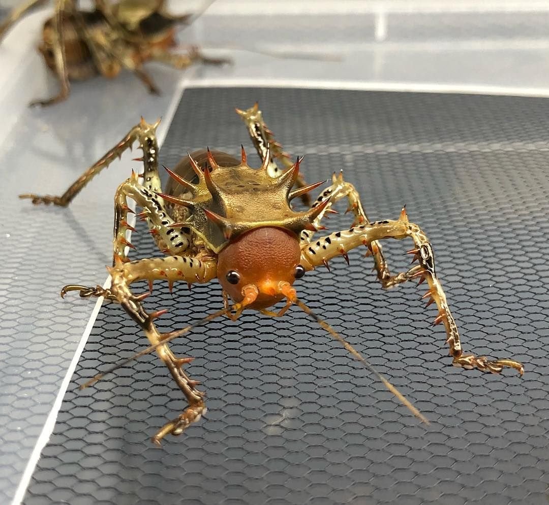 🕸️Azure Mist🕸 tweet media