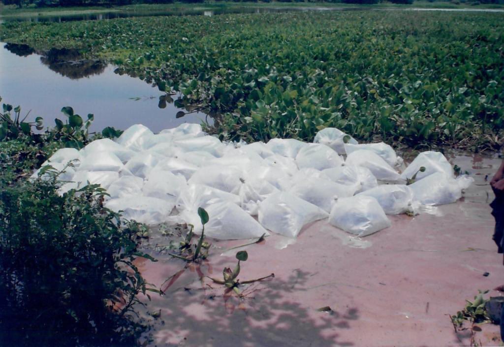 Codesco2's tweet photo. #Tbt Estación piscícola Institución Educativa Agropecuaria José María Herrera (Pivijay - Magdalena)
Hace mas de 15 años se rediseñó con el propósito de mejorar la seguridad alimentaria de pequeños productores agropecuarios mediante siembra de alevinos en jagüeyes de sus parcelas. https://t.co/jGH64L0d5U