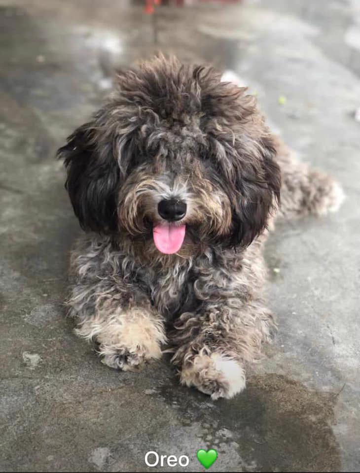 vai3333's tweet photo. #GUYANA #StolenDog‼️ The dog was taken from her home in station street kitty on 3rd of November she is 1 year old and her name is Oreo¡I’m asking everyone to please help by sharing this post to help my nephew find his pet Oreo he loves and misses her very much¡Contact: 692-2300🐾 https://t.co/M0wq5RWu12