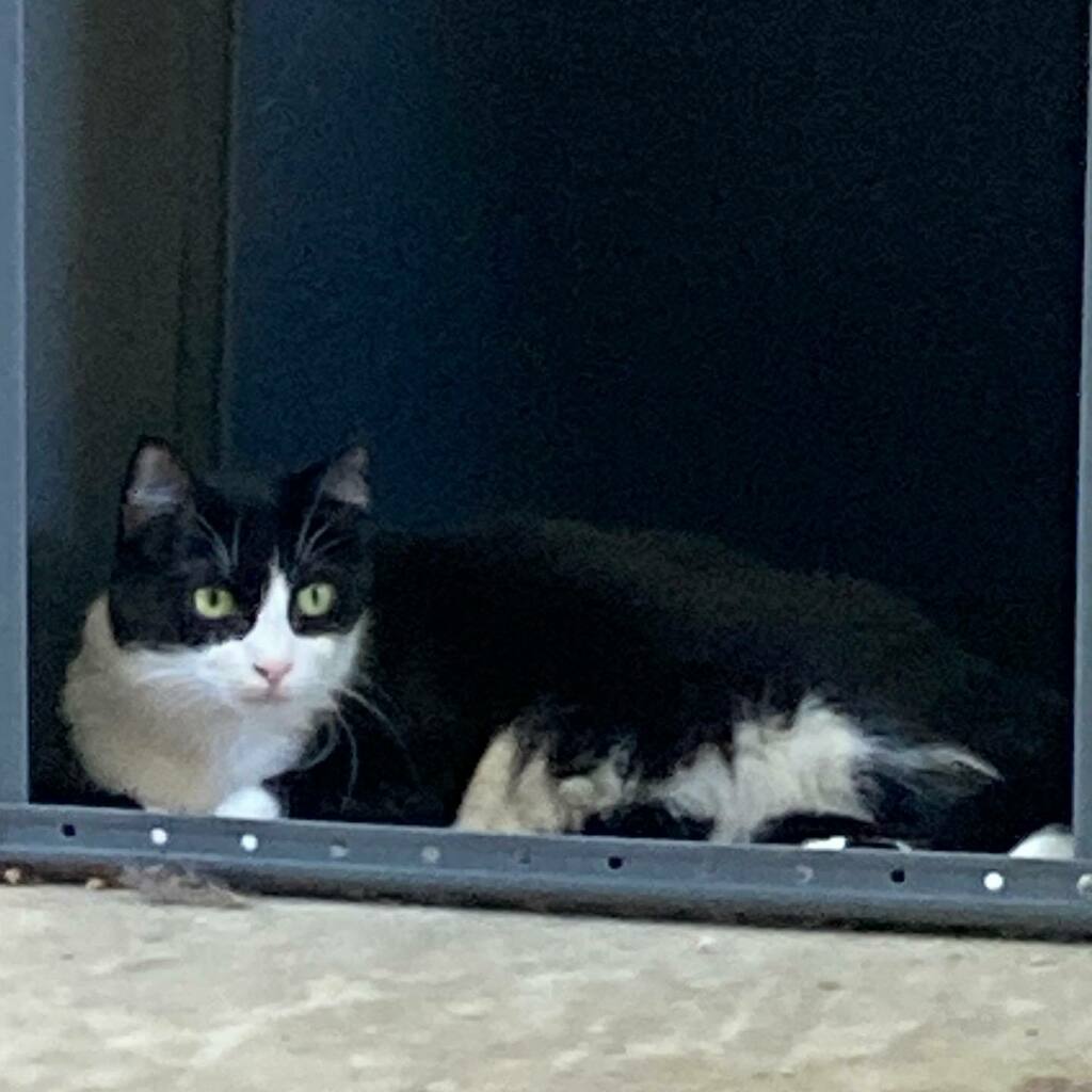 cindysnyderbook's tweet photo. My little one hiding out on the porch. Sheโs always looking for new nooks and crannies to hide in.
#tuxedocatsofinstagram #sillykitty #hiddenkitty #fridabandita #mybabybandit #lovemyfurbabies https://t.co/520X5HfayX https://t.co/GXRQrVFzEO