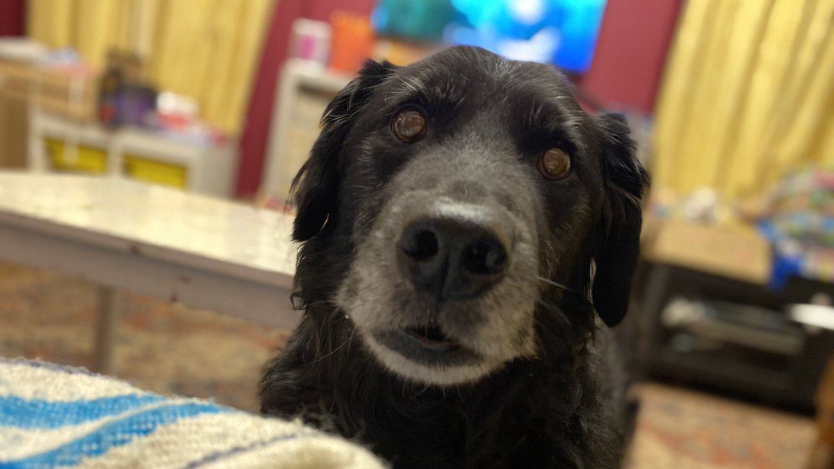 DrPragyaAgarwal's tweet photo. Poor little anxious face #dogsagainstfireworks https://t.co/pgwnLIc8PB