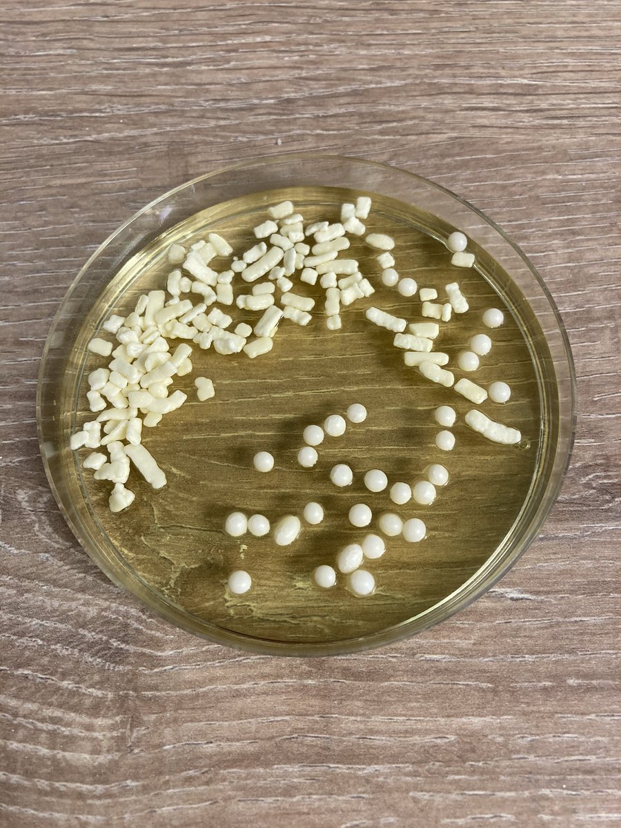 spange1979's tweet photo. #IBMSCompetition #biomedicalbakes @NuTHPathology @Jinebo Guess the bugs on homemade edible fruit jelly agar!! 🧫 https://t.co/E2ZrQZPfPK