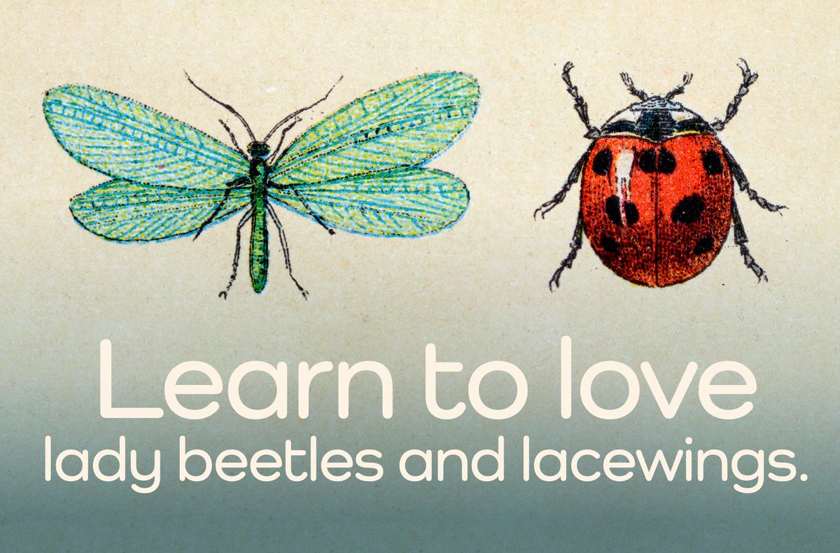 If you grow potatoes, you’ve likely encountered aphids and Colorado potato beetles. Beneficial insects such as lady beetles and lacewings can help keep the population of these pests in check. Find out how: on.basf.com/3oExF2J