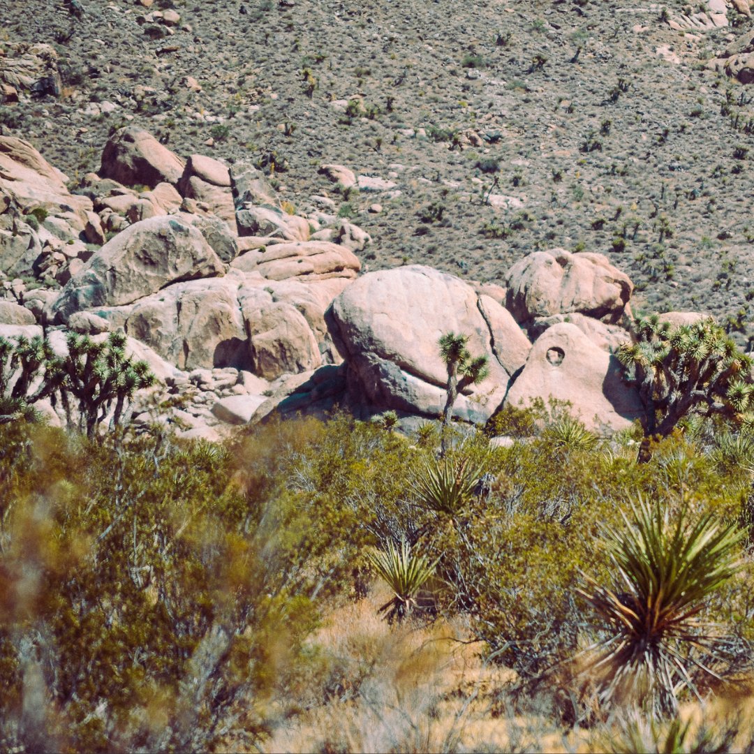 The Secret Tours - Joshua Tree tweet media