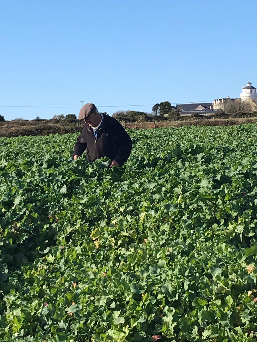 CaerfaiFarm's tweet photo. Bumper crop of rape/kale stubble turnip!  #organicfarming https://t.co/Eae6EoMaDx