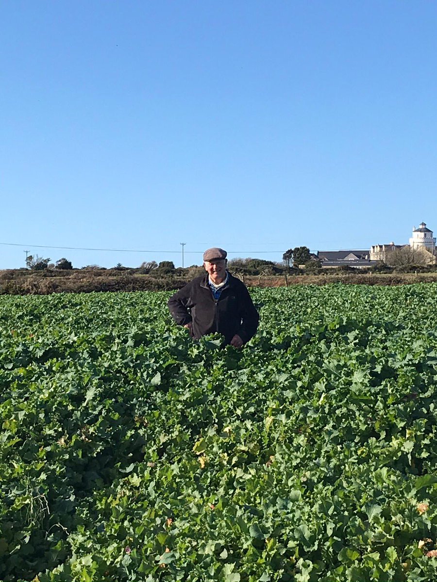 Bumper crop of rape/kale stubble turnip!  #organicfarming