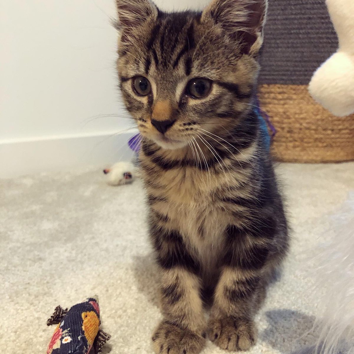 This funny little guy is bringing so much joy to our house at the minute 😂💙