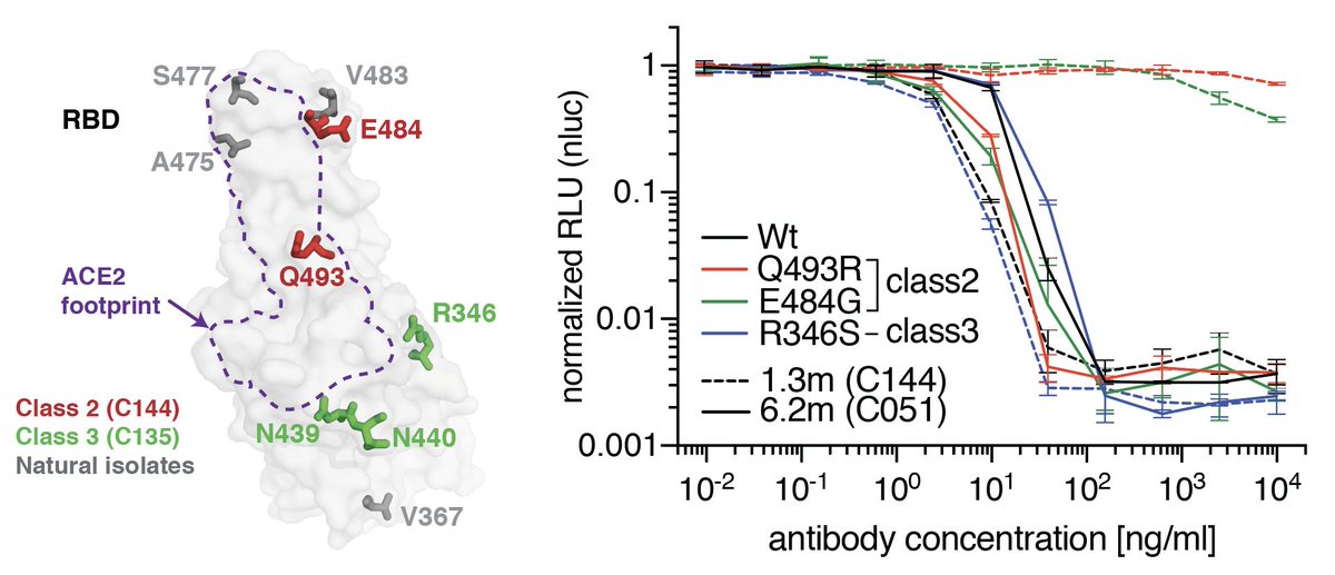 Antibody maturation is consistent with an ongoing immune response even after resolution of acute disease. As a result, several antibodies showed increased binding and neutralization potency against SARS-CoV-2 as well as viral variants that previously escaped antibody pressure. 5/