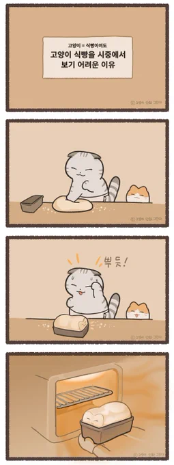 고양이의 식빵자세가 유명해도 고양이식빵을 찾아보기 어려운 이유 