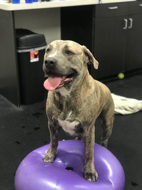 PawsintheCity's tweet photo. Biggie is rocking his rehab @acupuncturedvm 💜 https://t.co/25fLJgVWuU