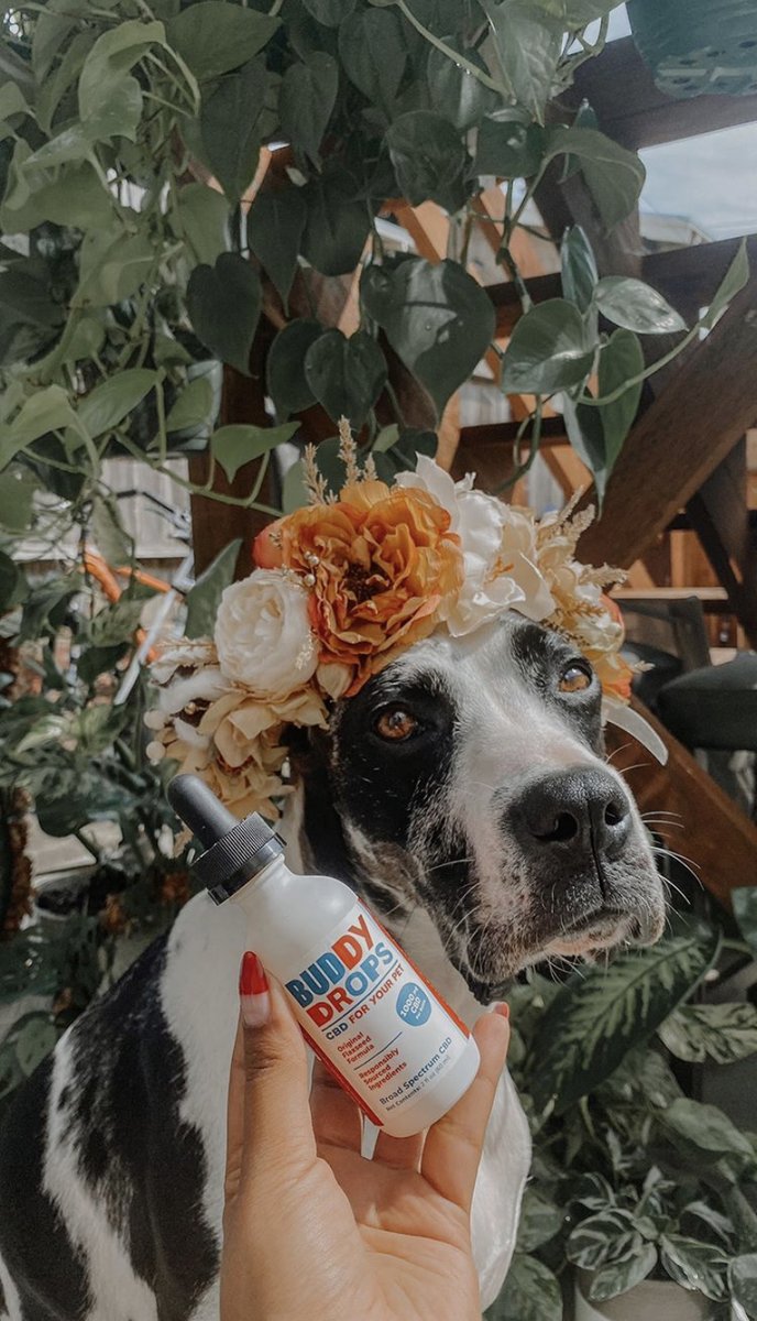 BuddyDrops's tweet photo. Flower child 🌺

📸 Leia &amp; Levi

#mybuddydrops #petcbd #dogcbd https://t.co/AOrNGGiua2