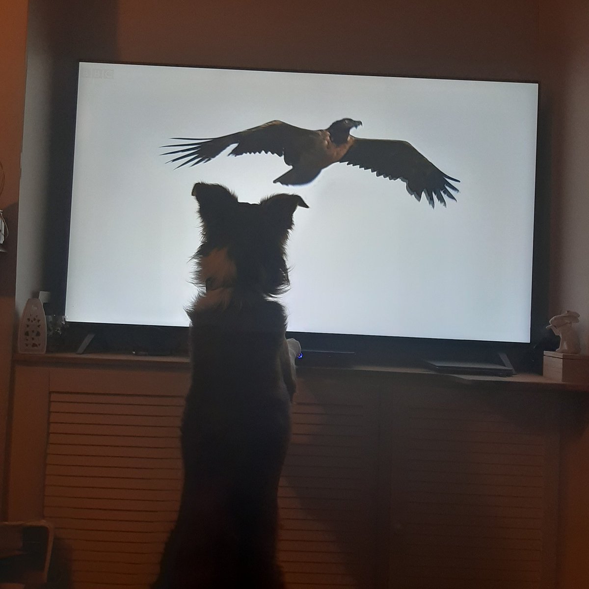ChurchwardKate's tweet photo. @BBCSpringwatch #AutumnWatch2020  we all love autumn watch especially our dog https://t.co/DqGilwSA5E