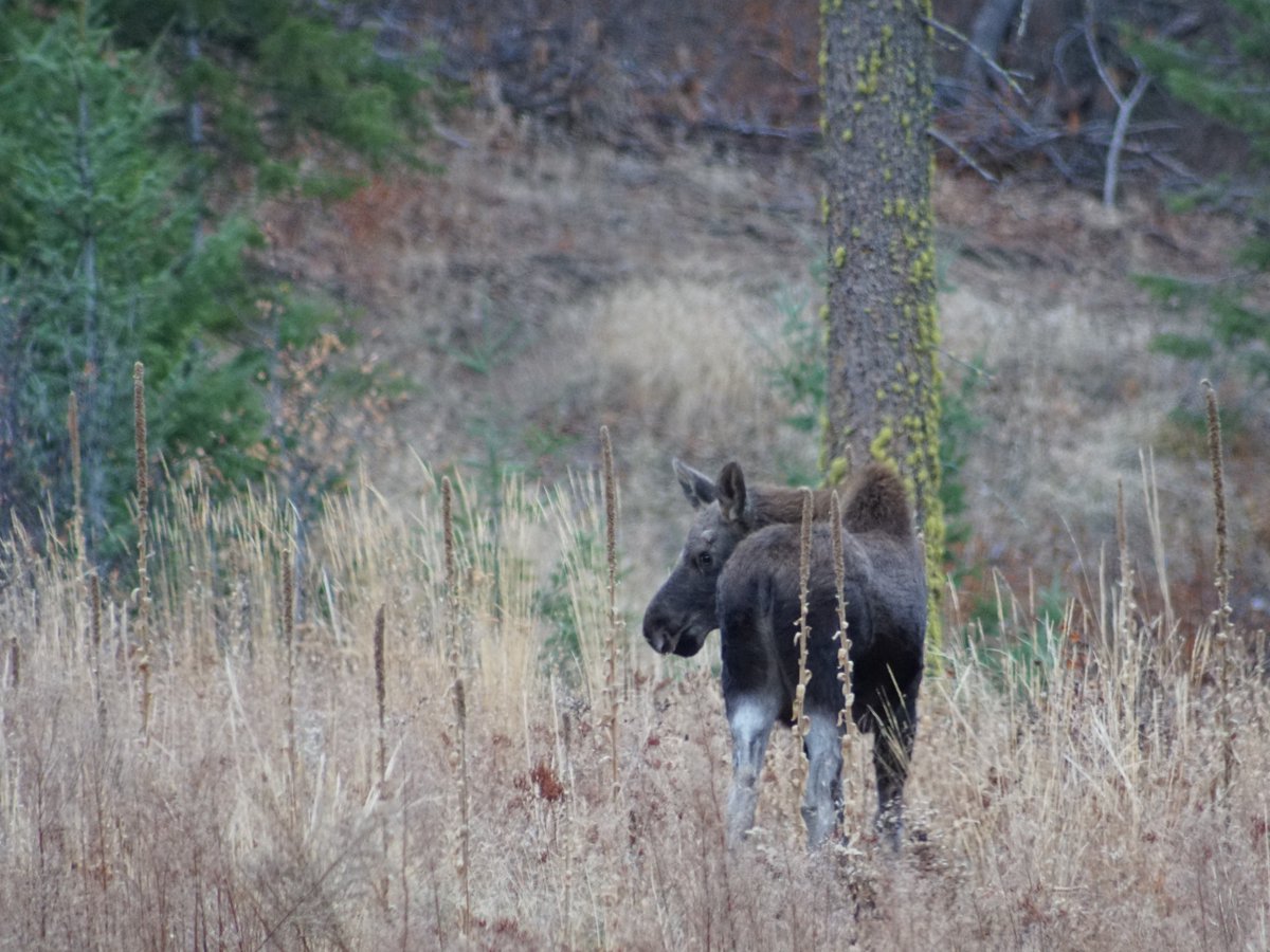 Ptera's tweet photo. We love our nature here at Ptera. While working on an Infrastructure site today, our guys had an encounter with some moose. https://t.co/Q9r2PB3Va7