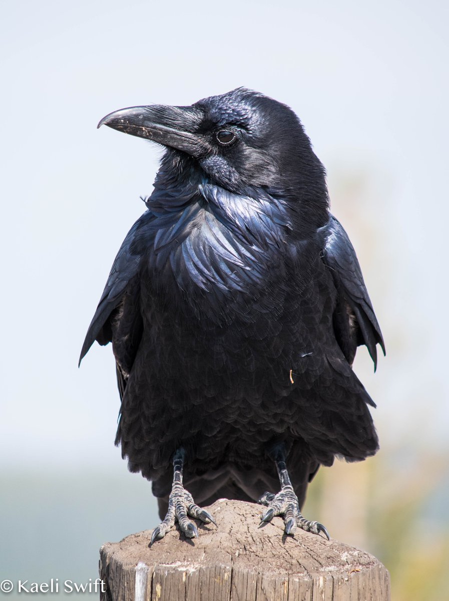 #4 crow and raven interactions are most often aggressive, and crows are much more likely to be the aggressor! This is because in areas where they overlap, ravens are important nest predators of crows.