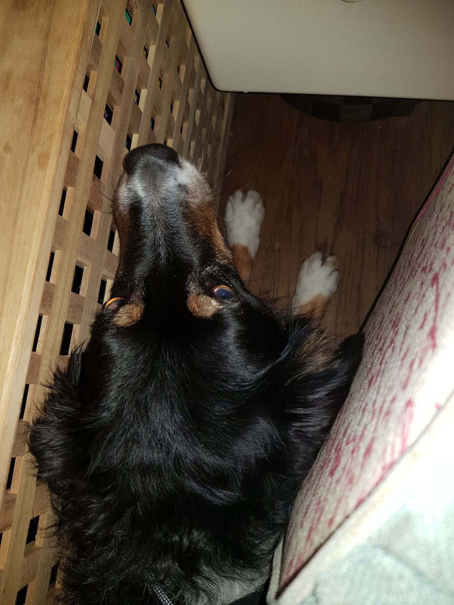 leziadavies's tweet photo. My poor girl trying to hide in the tiniest space. ๐ญ๐ญ#banfireworks #fireworks #poordogs #poorpets https://t.co/QSFpsLuLLS