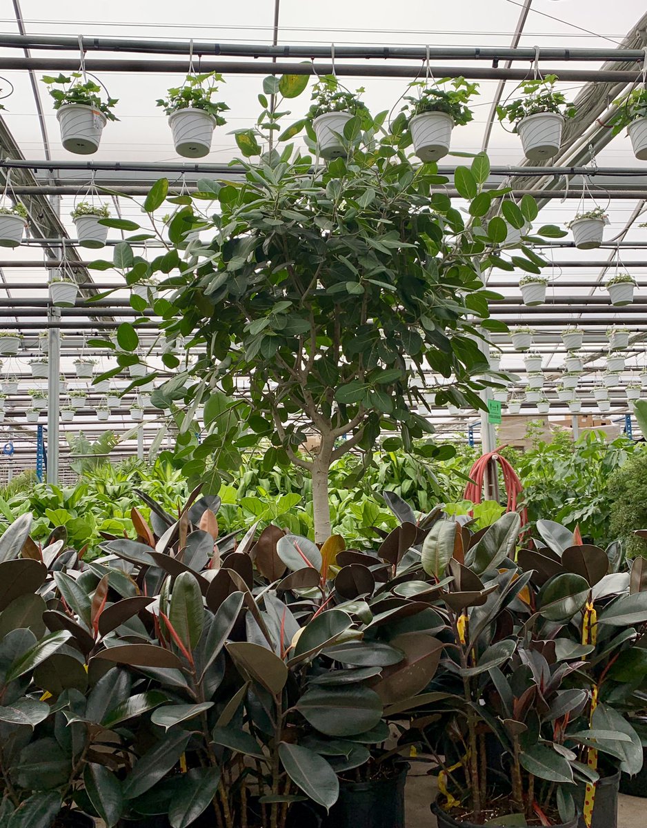 ValleyviewG1970's tweet photo. The Queen of the greenhouse Ficus Audrey standing tall amongst beautiful shiny Ficus Elastica 💚#greenhouseviews #greenhouse #ficusaudrey #ficuselastica #ficus #tropicalvibes #houseplants https://t.co/E5U6dZZWwh