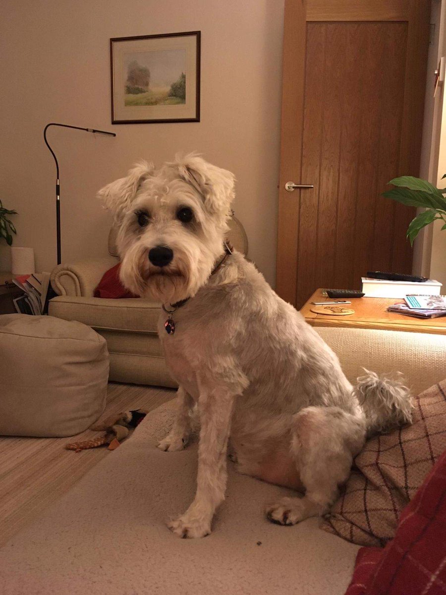 gardainfo's tweet photo. Please help Jenny find George #HeretoHelp

George went missing from his home in Antrim last week. Anyone who spots George where he shouldn't be, should contact his owner on the details below. https://t.co/Msw0TOtK19