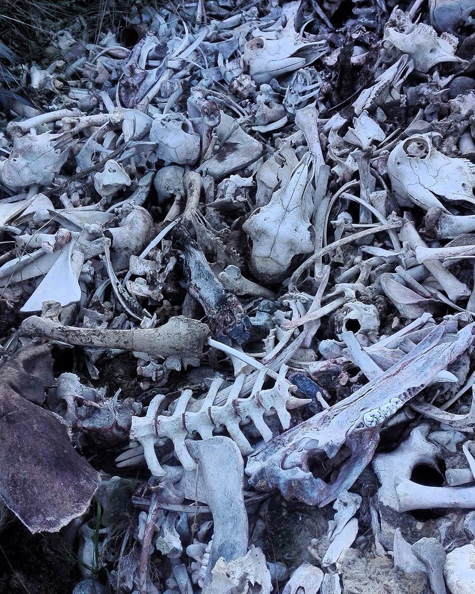 hatecouture_'s tweet photo. Enjoying autumnal lockdown and the darkness of our woods.

https://t.co/VS9FvjZ0Yq

#hatecouture #bones #skeleton #death #lockdown #skull #skullart #skulls #skulltattoo #morbid #macabre #darkness #autumn #dead #blackmetal #deathmetal #watain #remains #grave #cemetary #graveyard https://t.co/adRdPw3CbQ