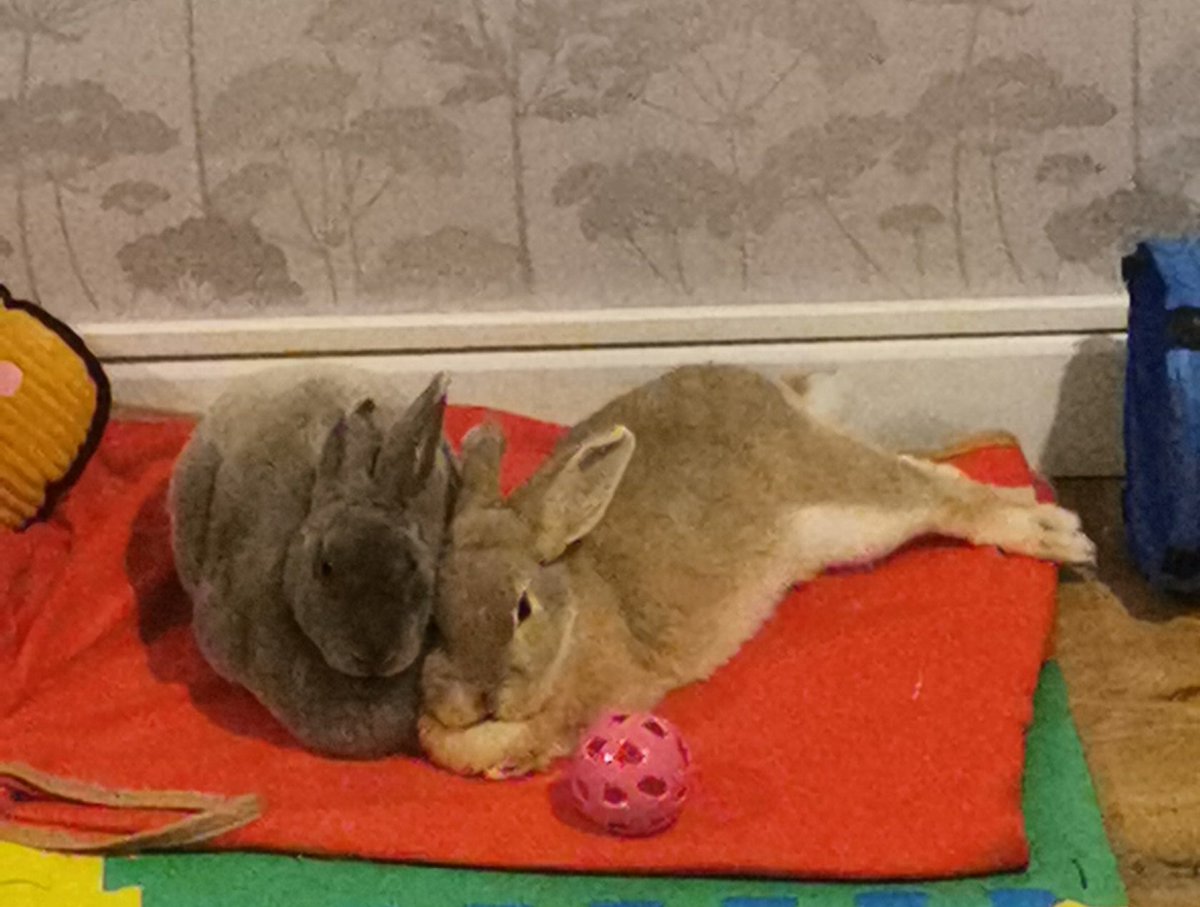 Andio1234's tweet photo. @MarkWright_  Hi Mark, we have @HeartLondon on in the house tonight, keeping our lovely bunnies calm on fireworks night. Thank you for the great show from Jynx and Brunch 🐰 🐰 (Instagram @hay_bunny_im_home) https://t.co/wnW8YjcSyX