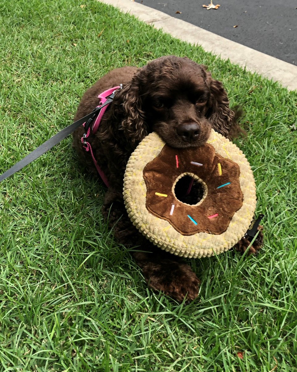 PetRelocation's tweet photo. Did you know it's #NationalDoughnutDay? Zoey is ready to celebrate ๐ ๐ฉ Zoey took an adventure of a lifetime with us last year when she moved to #Hawaii
@dog_rates
#petrelocation #doughnutday #dogtoys #dogsoftwitter #movingtohawaii #pettravel https://t.co/QCOS5O5k0o