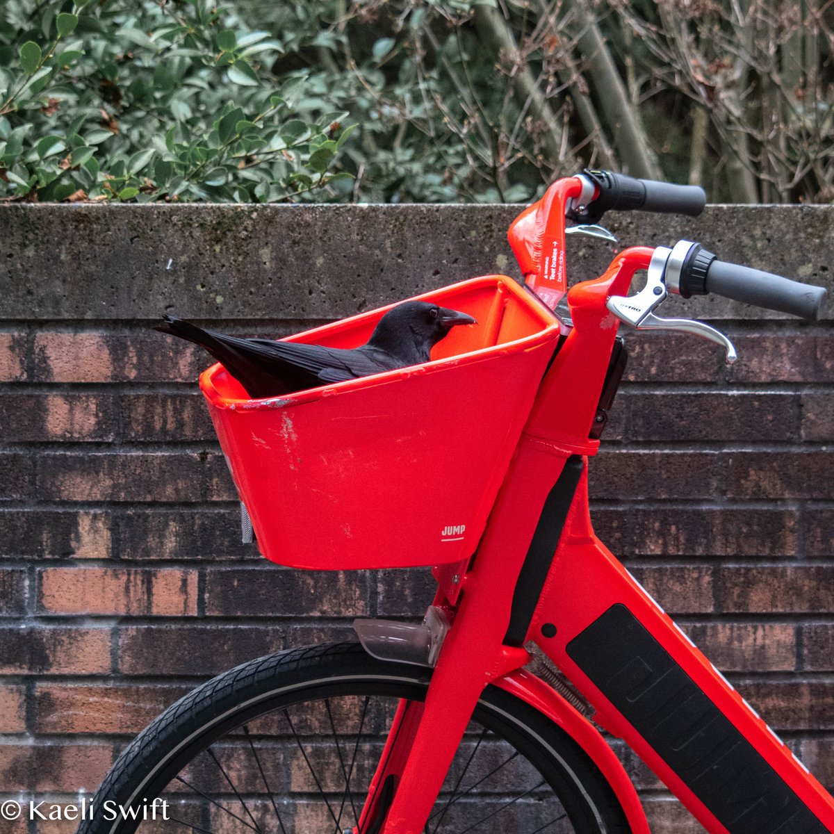 #5 crows are what we call a partial migratory species. Populations in the northern parts of the range (northern Canada) move south, but southern populations typically hang out year round. Most choose to migrate by flying, but bike sharing has also become increasingly popular