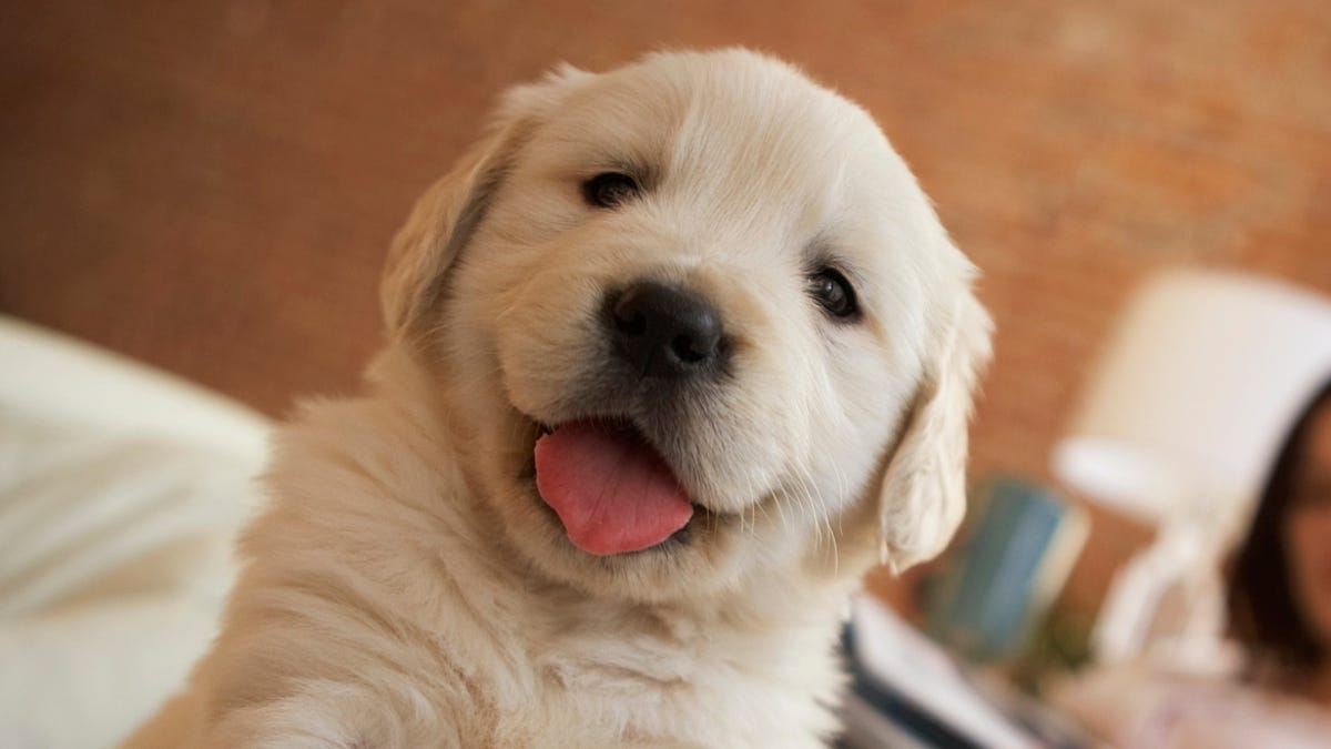 rosesmas's tweet photo. 30 cute puppy photos to make you smile while awaiting election results https://t.co/6v2a9x98c0 https://t.co/8oSD0ZAhIk