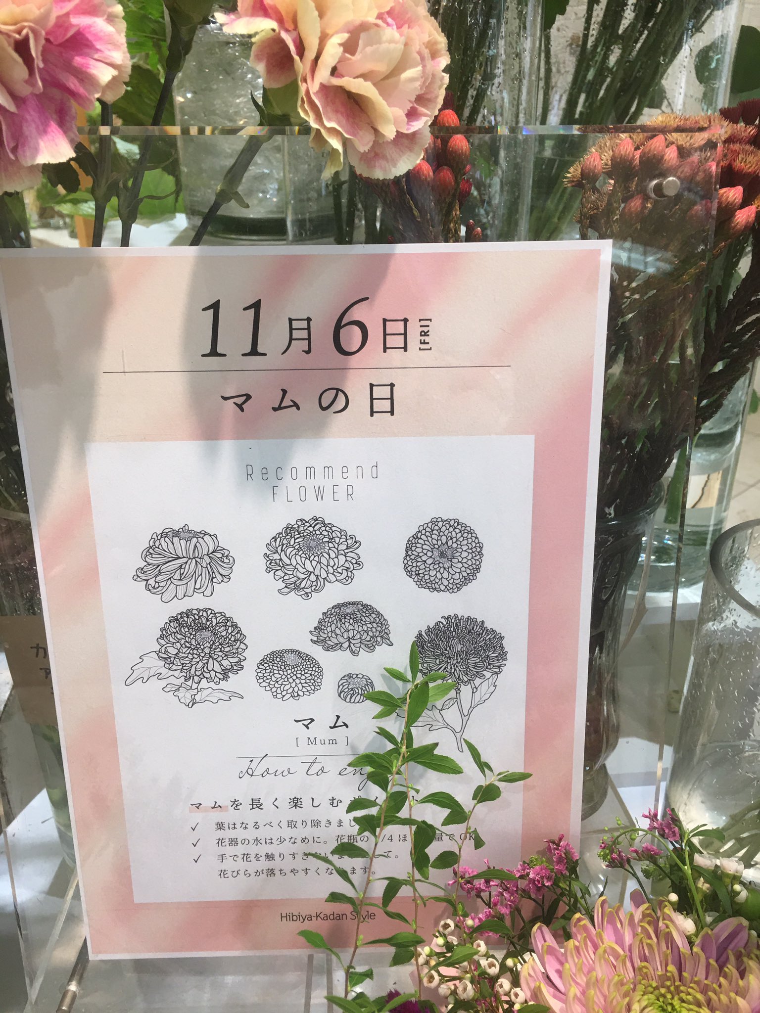 ケンケン おはようございます 神戸阪急のフラワーショップで 素敵なマム 菊 アナスタシアを撮影 今日 11 6はマムの日だそうです この素敵な黄色の花火のようなアナスタシアのように 今日も元気で明るくです 花言葉は 高貴 高潔 です