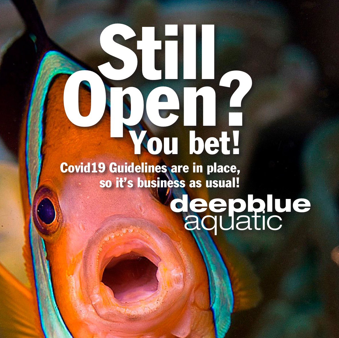 deepblueaquatic's tweet image. WE ARE STILL OPEN! Please RT. We’re thankful to be allowed to stay open during #Lockdown2 #hemel #marine #fishtank #aquarium #tropicalfish #mickstudiomix #Hertfordshire #Bedfordshire