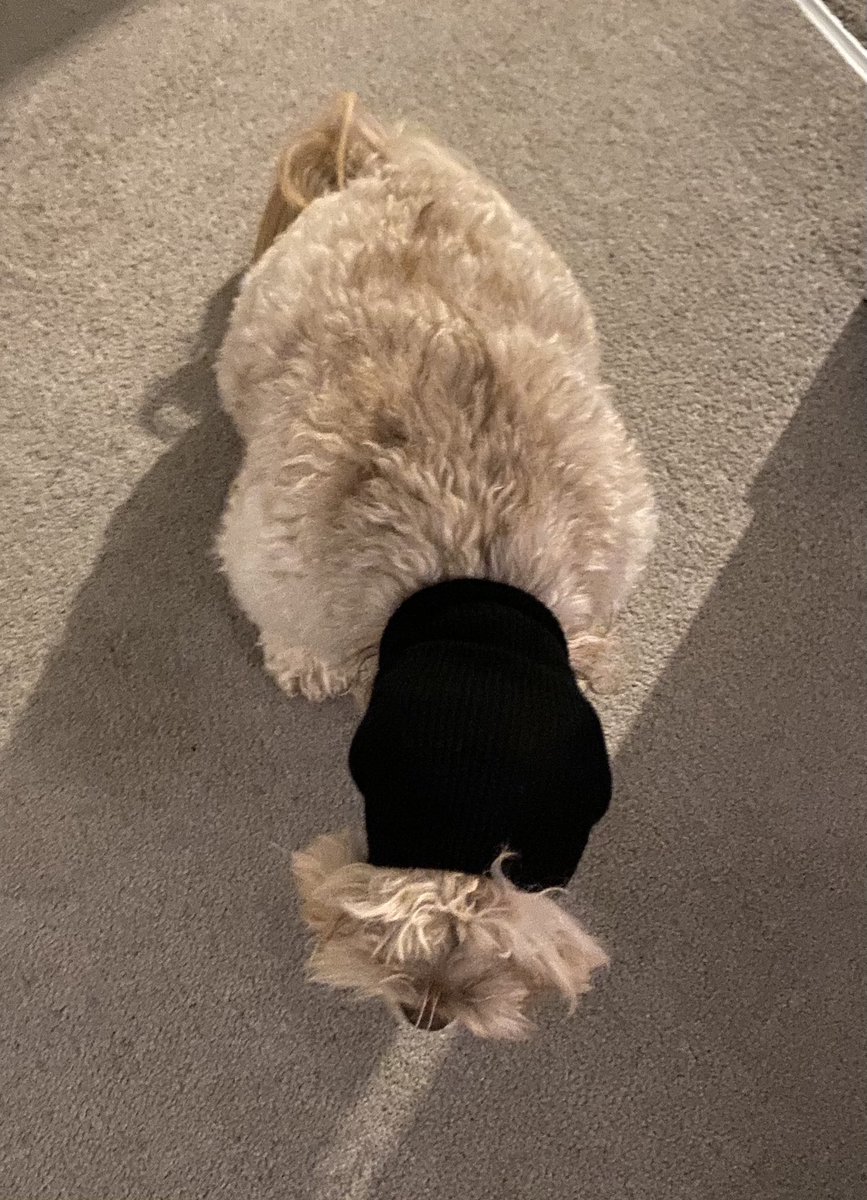 clardonnachie's tweet photo. Dugs terrified, sock trick didn’t work, she looks like wall-e 🤷🏼‍♀️ #BonfireNight https://t.co/uUUcly19PZ