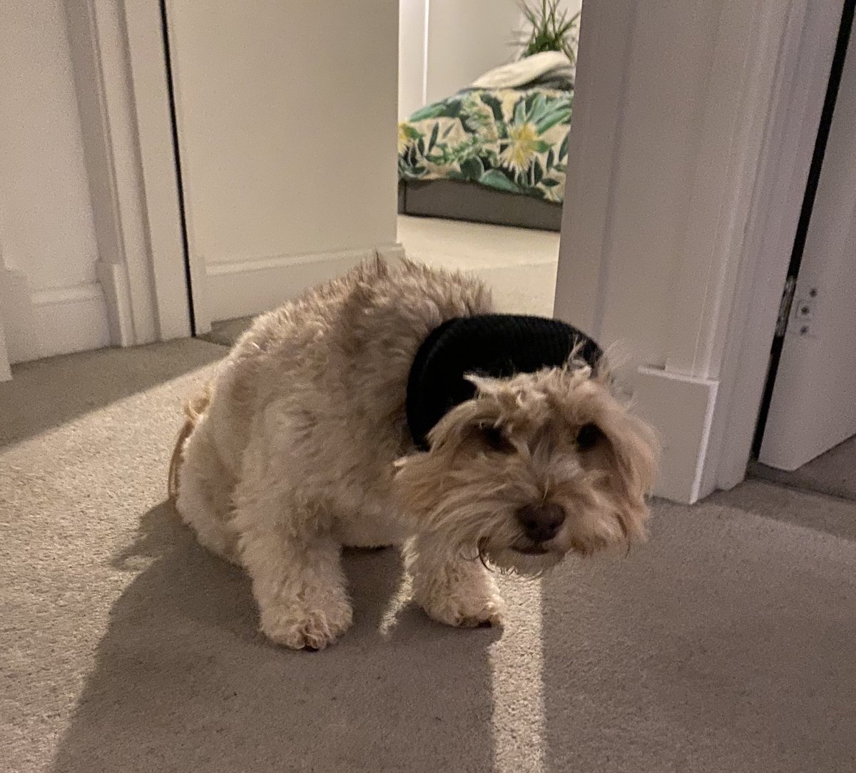clardonnachie's tweet photo. Dugs terrified, sock trick didn’t work, she looks like wall-e 🤷🏼‍♀️ #BonfireNight https://t.co/uUUcly19PZ