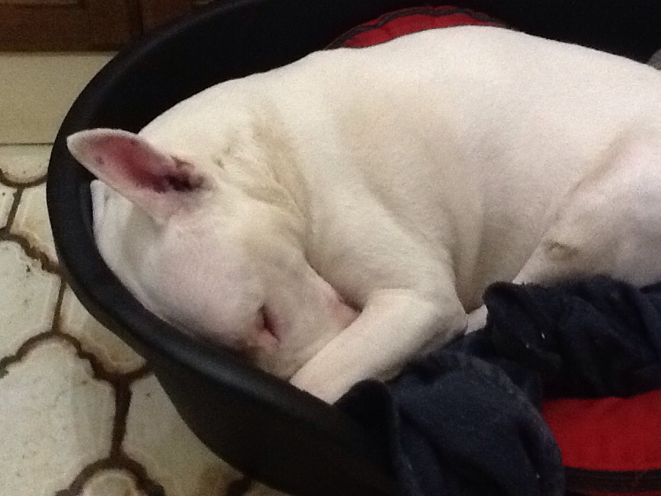 dyffryn2902's tweet photo. @GrahamLiver Hope Toby is surviving. No issues here with a deaf EBT. https://t.co/0klCpvK5K9